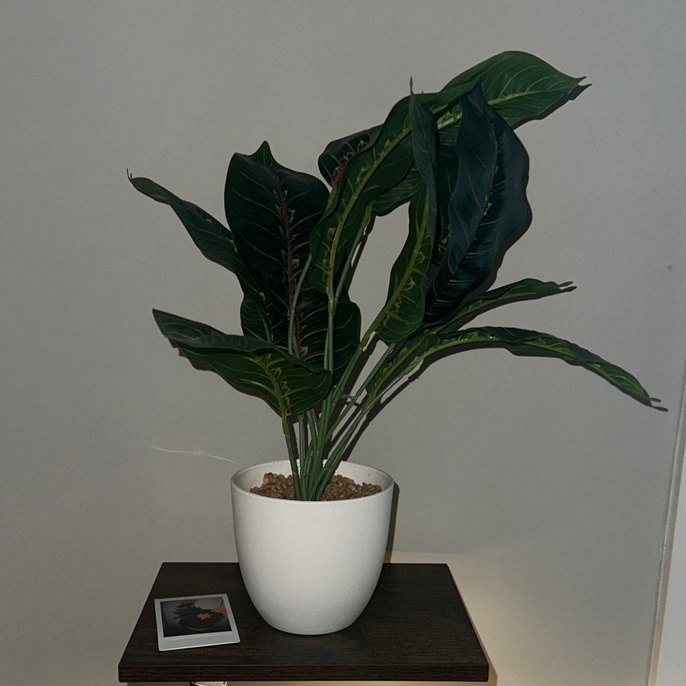 Green Potted Plant in White Planter